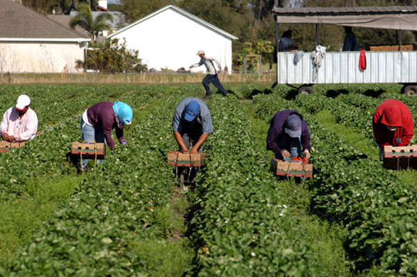 strawberry farm construction loan